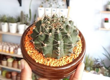 Menilik Fungsi Kaktus Mini Sebagai Home Decor Serta Penyerap Lembap