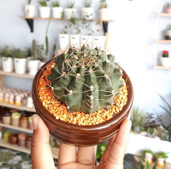 Menilik Fungsi Kaktus Mini Sebagai Home Decor Serta Penyerap Lembap