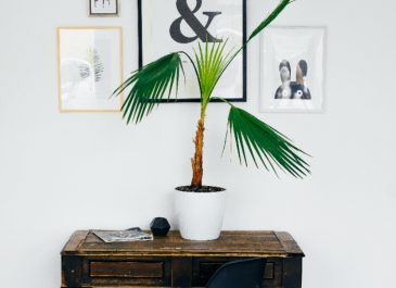 5 Jenis Tanaman Hias yang Bisa Jadi Pilihan Untuk Memperindah Hunian