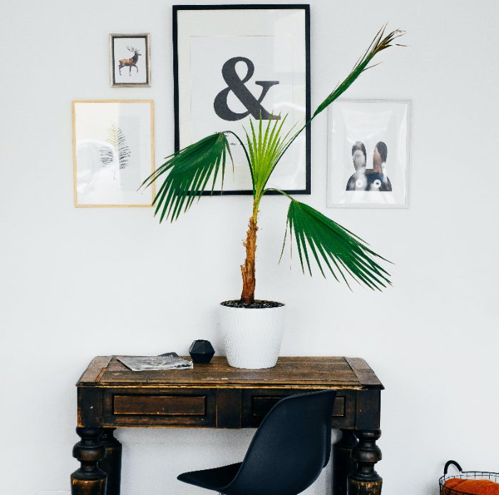 5 Jenis Tanaman Hias yang Bisa Jadi Pilihan Untuk Memperindah Hunian